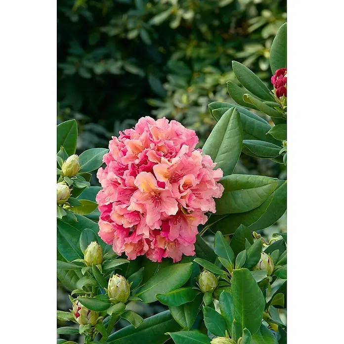 Pflanzen für dich Rhododendron 40-50 cm - Rhododendron Hybr. 'Brasilia', Blütenfarbe: Orange - Leuchtend pink-gelbe Rhododendronblüten an einer Pflanze, umgeben von grünen Blättern und ungeöffneten Knospen.
