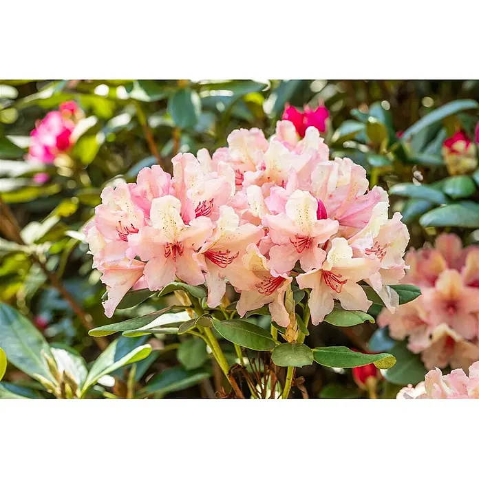 Pflanzen für dich Rhododendron 40-50 cm - Rhododendron Hybr. 'Brasilia', Blütenfarbe: Orange - Eine Gruppe hellrosa Rhododendronblüten mit dunkelrosa Staubgefäßen und grünen Blättern, blühend an einem Strauch.