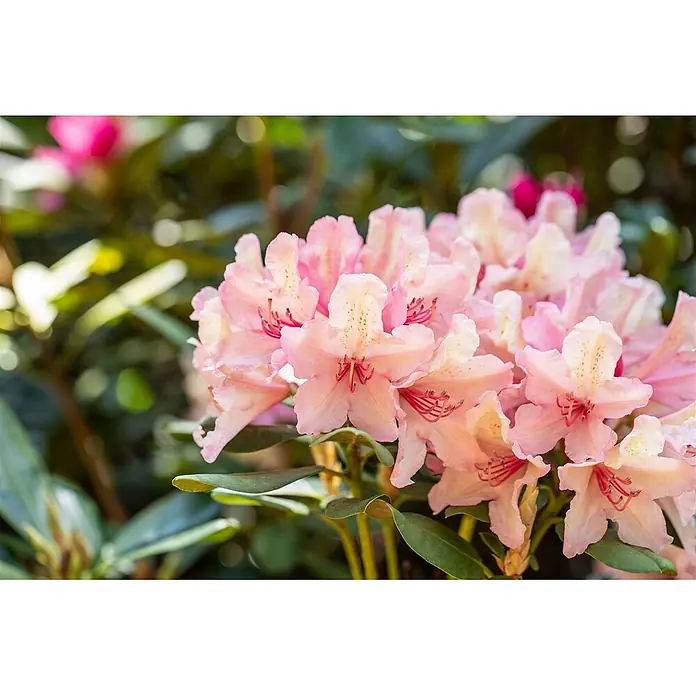Pflanzen für dich Rhododendron 40-50 cm - Rhododendron Hybr. 'Brasilia', Blütenfarbe: Orange - Eine lebendige Gruppe blühender hellrosa Rhododendronblüten mit dunkleren rosafarbenen Staubgefäßen und gesprenkelten Hälsen.