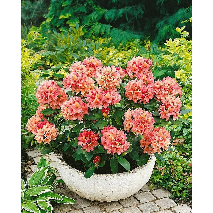 Pflanzen für dich Rhododendron 40-50 cm - Rhododendron Hybr. 'Brasilia', Blütenfarbe: Orange - Eine blühende Rhododendronpflanze mit korallenrosa Blüten in einem großen, runden Betonkübel auf einer Garten-Terrasse.