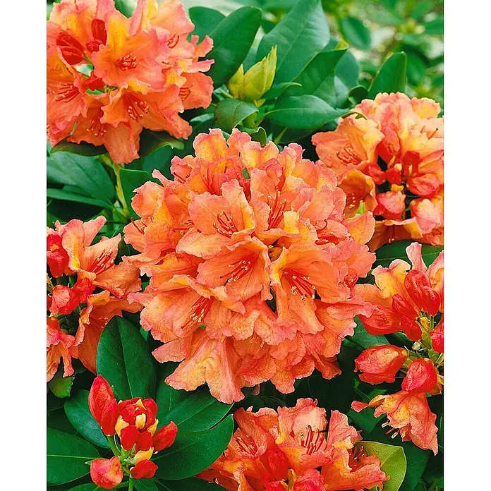 Pflanzen für dich Rhododendron 40-50 cm - Rhododendron Hybr. 'Brasilia', Blütenfarbe: Orange - Leuchtend orangerote Rhododendronblüten mit gelben Zentren und grünen Blättern.