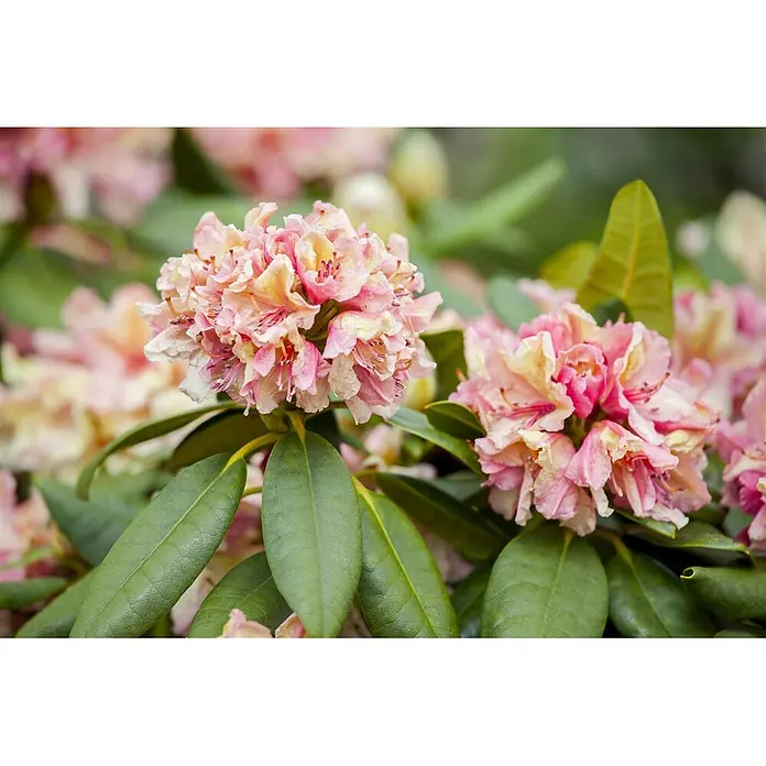 Pflanzen für dich Rhododendron 40-50 cm - Rhododendron Hybr. 'Brasilia', Blütenfarbe: Orange - Nahaufnahme von leuchtend rosa-cremefarbenen Rhododendronblüten mit grünen Blättern.