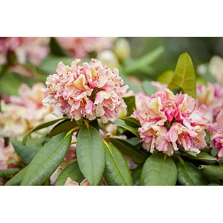 Pflanzen für dich  Rhododendron 30-40 cm