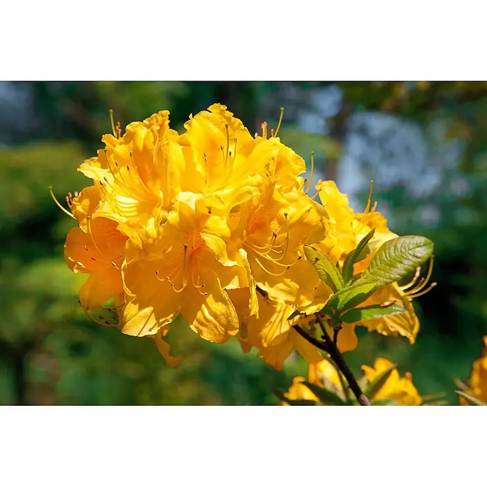 Pflanzen für dich Rhododendron 30-40 cm - Rhododendron luteum 'Golden Sunset', Blütenfarbe: Gelb - Leuchtend gelbe Azaleenblüten in voller Pracht mit sichtbaren Staubgefäßen und grünen Blättern.