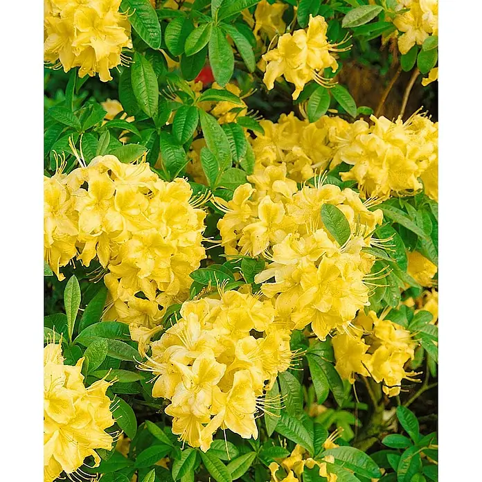 Pflanzen für dich Rhododendron 30-40 cm - Rhododendron luteum 'Golden Sunset', Blütenfarbe: Gelb - Leuchtend gelbe Blüten auf einer grünen Pflanze.