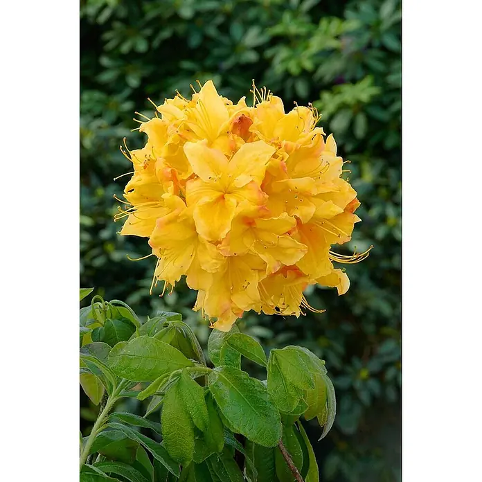 Pflanzen für dich Rhododendron 30-40 cm - Rhododendron luteum 'Golden Sunset', Blütenfarbe: Gelb - Eine Gruppe leuchtend gelber Azaleenblüten, teils orange getönt, an einer grünen Pflanze.