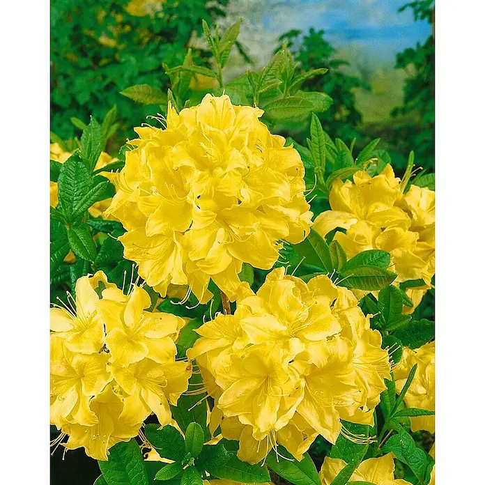 Pflanzen für dich Rhododendron 30-40 cm - Rhododendron luteum 'Golden Sunset', Blütenfarbe: Gelb - Leuchtend gelbe Azaleenblüten blühen lebhaft inmitten grünen Laubs.