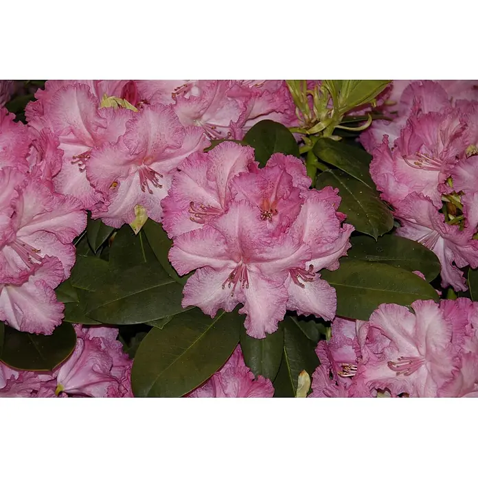 Pflanzen für dich Rhododendron 40-50 cm - Rhododendron Hybr. 'Haithabu', Blütenfarbe: Mehrfarbig - Leuchtend rosa Blüten mit gekräuselten Blütenblättern in voller Blüte.