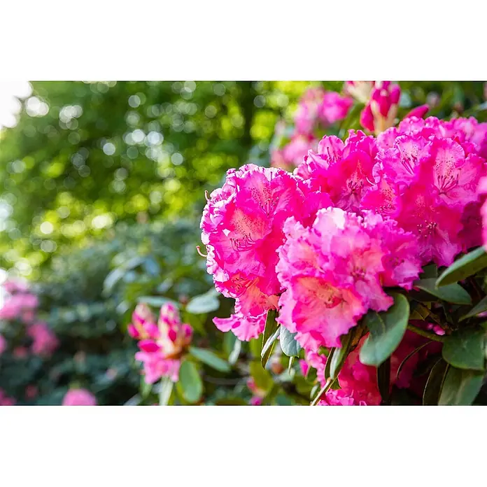 Pflanzen für dich Rhododendron 40-50 cm - Rhododendron Hybr. 'Haithabu', Blütenfarbe: Mehrfarbig - Leuchtend rosa Blüten blühen.