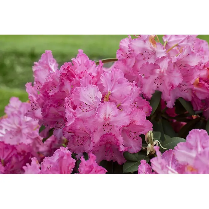 Pflanzen für dich Rhododendron 40-50 cm - Rhododendron Hybr. 'Haithabu', Blütenfarbe: Mehrfarbig - Leuchtend rosa Rhododendronblüten mit gekräuselten Blütenblättern und dunklen Staubblättern, dicht beieinander blühend.
