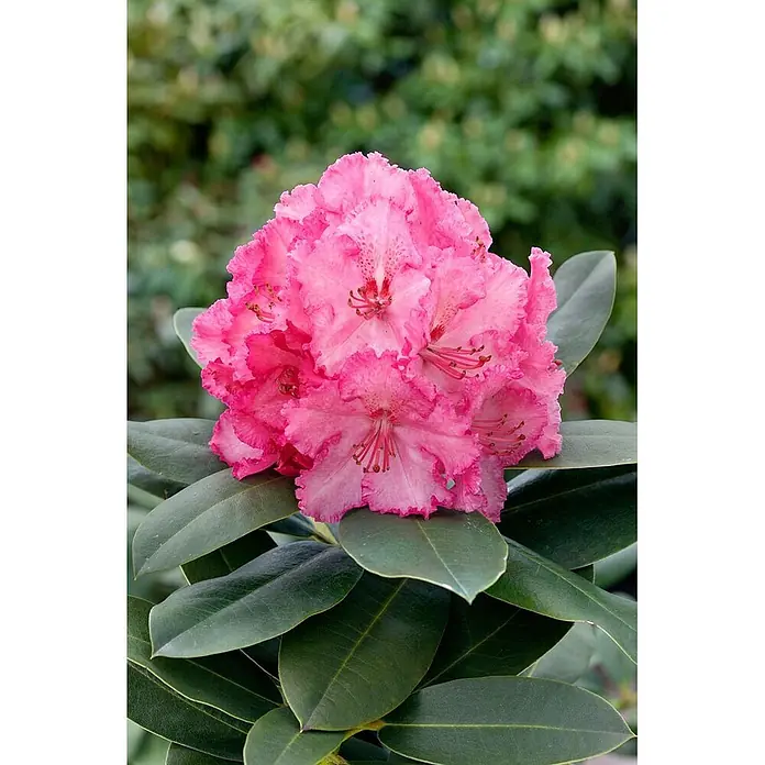 Pflanzen für dich Rhododendron 40-50 cm - Rhododendron Hybr. 'Haithabu', Blütenfarbe: Mehrfarbig - Ein leuchtend rosa Rhododendron-Blütenstand mit prominenten Staubgefäßen, umgeben von dunkelgrünen Blättern.