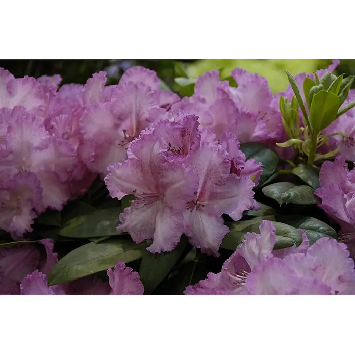 Pflanzen für dich Rhododendron 40-50 cm - Rhododendron Hybr. 'Haithabu', Blütenfarbe: Mehrfarbig - Nahaufnahme von leuchtend lila-rosa Rhododendronblüten mit gekrausten Blütenblättern und grünen Blättern.
