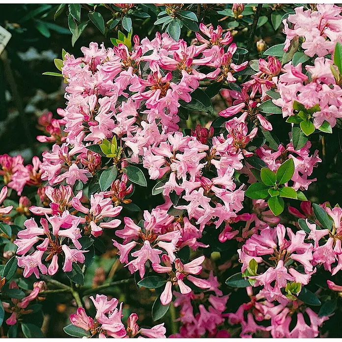 Pflanzen für dich Rhododendron 15-20 cm - Rhododendron minus, Blütenfarbe: Rosa - Nahaufnahme eines Rhododendronbusches mit zarten, rosafarbenen, trompetenförmigen Blüten und grünen Blättern.