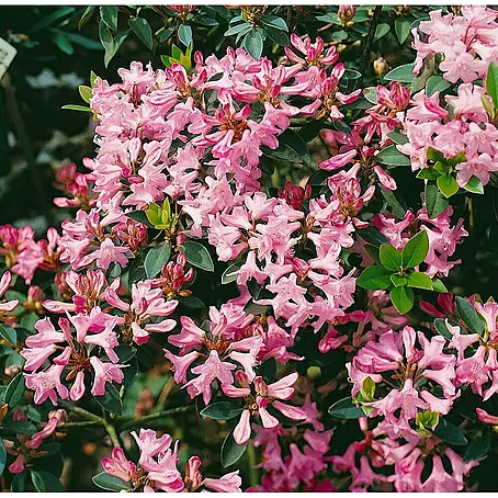 Pflanzen für dich  Rhododendron 15-20 cm