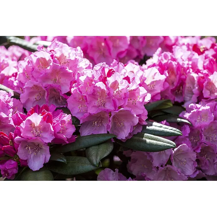 Pflanzen für dich Rhododendron 25-30 cm - Rhododendron yakushimanum 'Polaris', Blütenfarbe: Rosa - Üppige Gruppe leuchtend pinker Rhododendronblüten mit dunkelgrünen Blättern, die zarte Blütenblätter und auffällige Staubfäden zeigen.