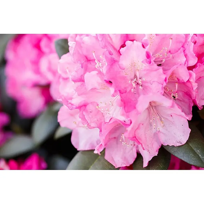 Pflanzen für dich Rhododendron 25-30 cm - Rhododendron yakushimanum 'Polaris', Blütenfarbe: Rosa - Nahaufnahme leuchtend pinker Rhododendronblüten mit sichtbaren Staubgefäßen und gesprenkelten Blütenblättern.