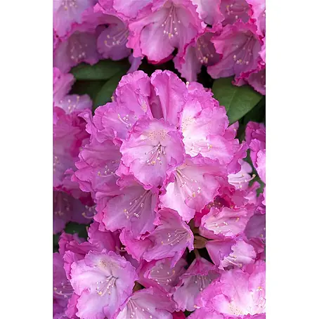 Pflanzen für dich  Rhododendron 30-40 cm