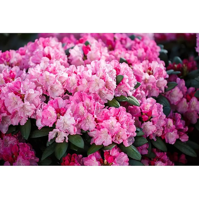 Pflanzen für dich Rhododendron 25-30 cm - Rhododendron yakushimanum 'Polaris', Blütenfarbe: Rosa - Üppige rosa Blüten mit Tautropfen, dicht blühend.
