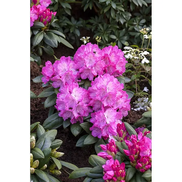 Pflanzen für dich Rhododendron 25-30 cm - Rhododendron yakushimanum 'Polaris', Blütenfarbe: Rosa - Leuchtend pinke Rhododendronblüten in voller Blüte, umgeben von grünen Blättern im Garten.