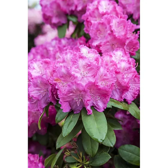 Pflanzen für dich Rhododendron 25-30 cm - Rhododendron yakushimanum 'Polaris', Blütenfarbe: Rosa - Nahaufnahme von leuchtend rosa Rhododendronblüten mit gekräuselten Blütenblättern und grünen Blättern.