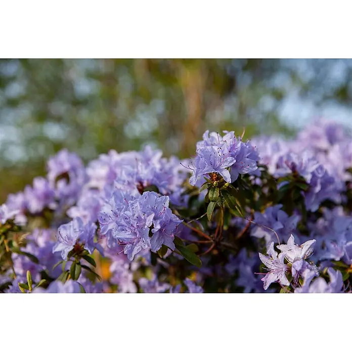 Pflanzen für dich Rhododendron 30-40 cm - Rhododendron russatum 'Gletschernacht', Blütenfarbe: Blau - Nahaufnahme zahlreicher lila Blüten an einem Strauch.