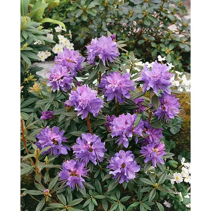 Pflanzen für dich Rhododendron 30-40 cm - Rhododendron russatum 'Gletschernacht', Blütenfarbe: Blau - Leuchtend lila Rhododendronblüten blühen reichlich in einer üppigen Gartenumgebung.