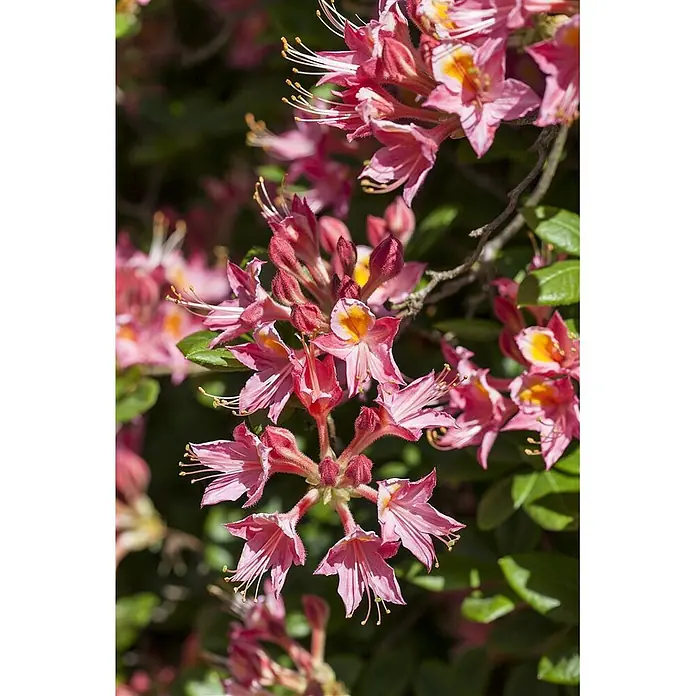 Pflanzen für dich Rhododendron 40-50 cm - Rhododendron luteum, Blütenfarbe: Gelb - Nahaufnahme leuchtend pinker Azaleenblüten mit gelben Zentren an einem Busch.