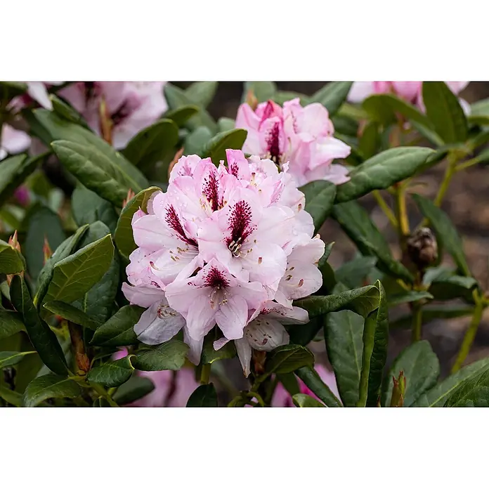Pflanzen für dich Rhododendron 30-40 cm - Rhododendron 'Herbstfreude', Blütenfarbe: Rosa - Hellrosa Blüten mit dunkelroten gesprenkelten Zentren inmitten grüner Blätter.