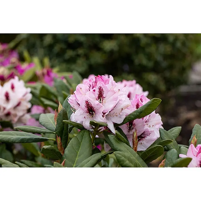 Pflanzen für dich Rhododendron 30-40 cm - Rhododendron 'Herbstfreude', Blütenfarbe: Rosa - Hellrosa Rhododendronblüten mit dunkelroten Flecken, blühend inmitten grüner Blätter.