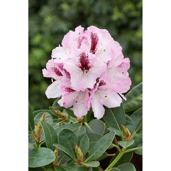 Pflanzen für dich Rhododendron 30-40 cm - Rhododendron 'Herbstfreude', Blütenfarbe: Rosa - Nahaufnahme leuchtend pinker Rhododendronblüten mit dunkelroten gesprenkelten Zentren, umgeben von grünen Blättern und Knospen.