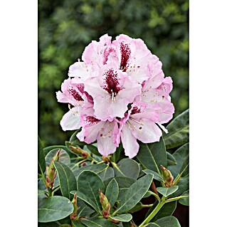 rhododendron senker Harold Greer rhododendron main image 0