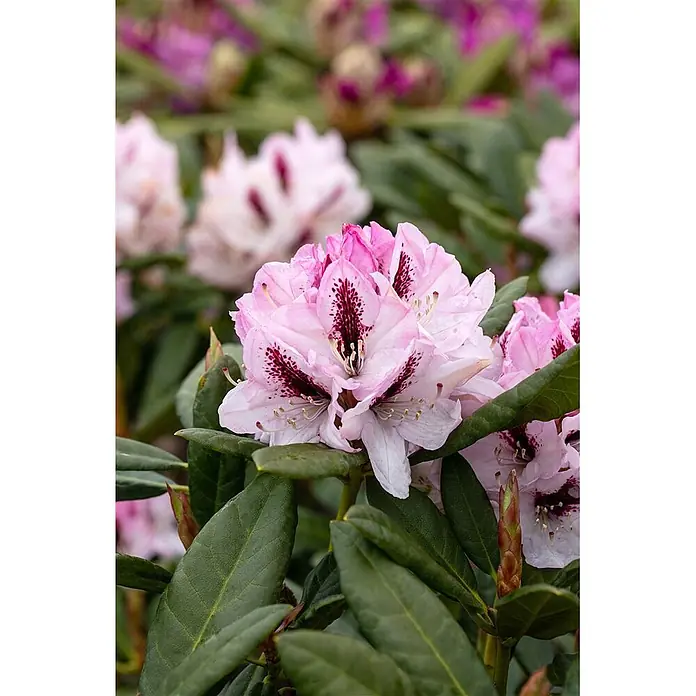 Pflanzen für dich Rhododendron 30-40 cm - Rhododendron 'Herbstfreude', Blütenfarbe: Rosa - Nahaufnahme leuchtend pinker Rhododendronblüten mit dunkelroten Flecken, die zwischen grünen Blättern blühen.