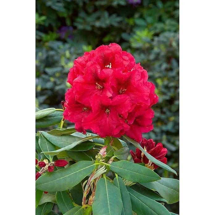Pflanzen für dich Rhododendron 30-40 cm - Rhododendron 'Rabatz', Blütenfarbe: Rot - Lebhaft rote Rhododendronblüten in voller Blüte.