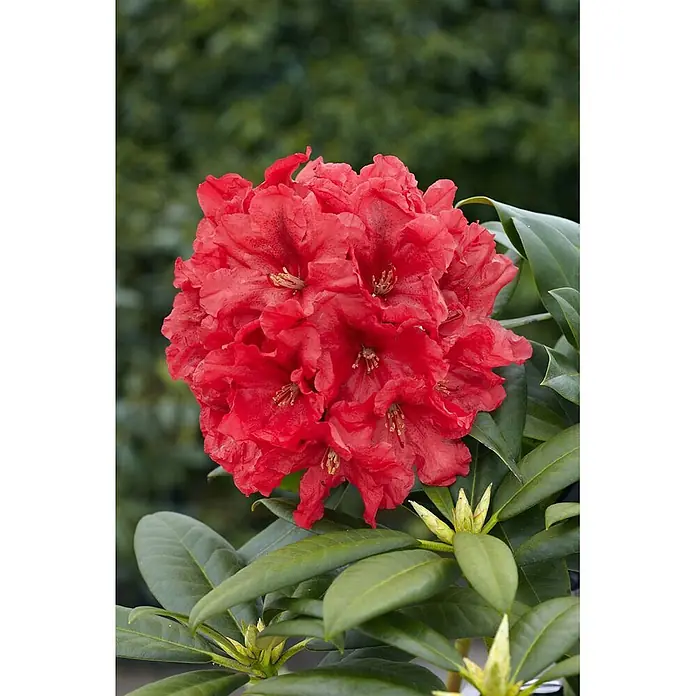 Pflanzen für dich Rhododendron 30-40 cm - Rhododendron 'Rabatz', Blütenfarbe: Rot - Dichter Blütenstand leuchtend roter Rhododendronblüten mit gekräuselten Blütenblättern, umgeben von dunkelgrünen Blättern und Knospen.