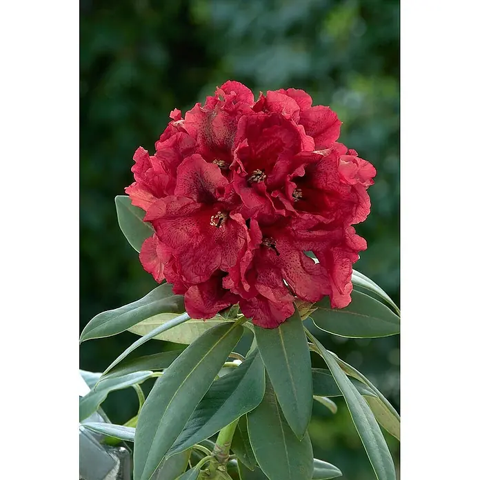 Pflanzen für dich Rhododendron 30-40 cm - Rhododendron 'Rabatz', Blütenfarbe: Rot - Lebendige rote Rhododendronblüten mit dunklen Flecken und sichtbaren Staubblättern, umgeben von glänzenden grünen Blättern.