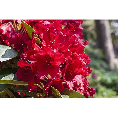 Pflanzen für dich  Rhododendron 30-40 cm
