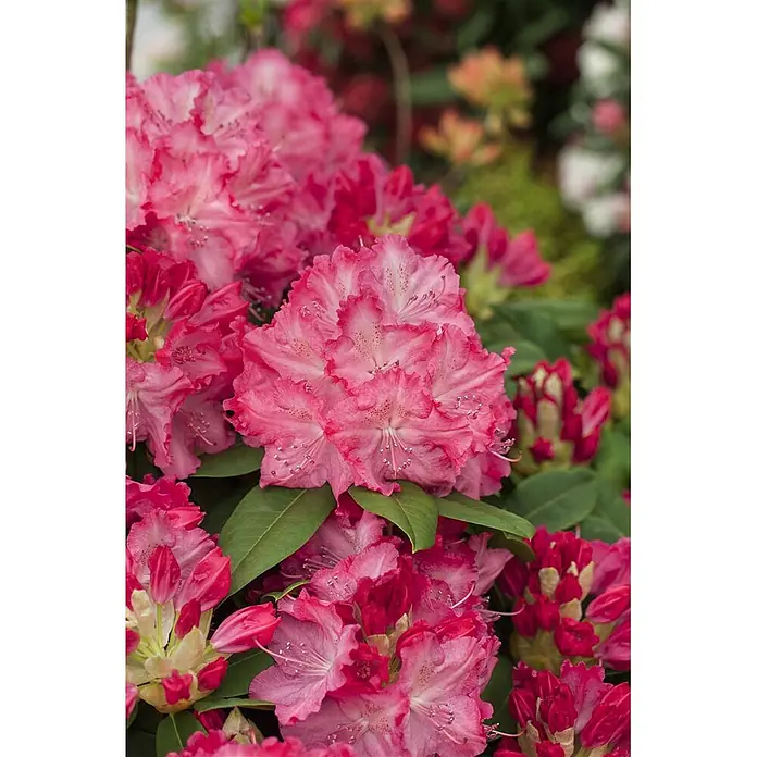 Pflanzen für dich Rhododendron 40-50 cm - Rhododendron 'Germania', Blütenfarbe: Rot - Lebhaft rosafarbene Rhododendronblüten mit gekräuselten Blütenblättern und sichtbaren Staubblättern, umgeben von grünen Blättern und Knospen.