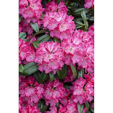 Pflanzen für dich  Großblumiger Rhododendron 30-40 cm
