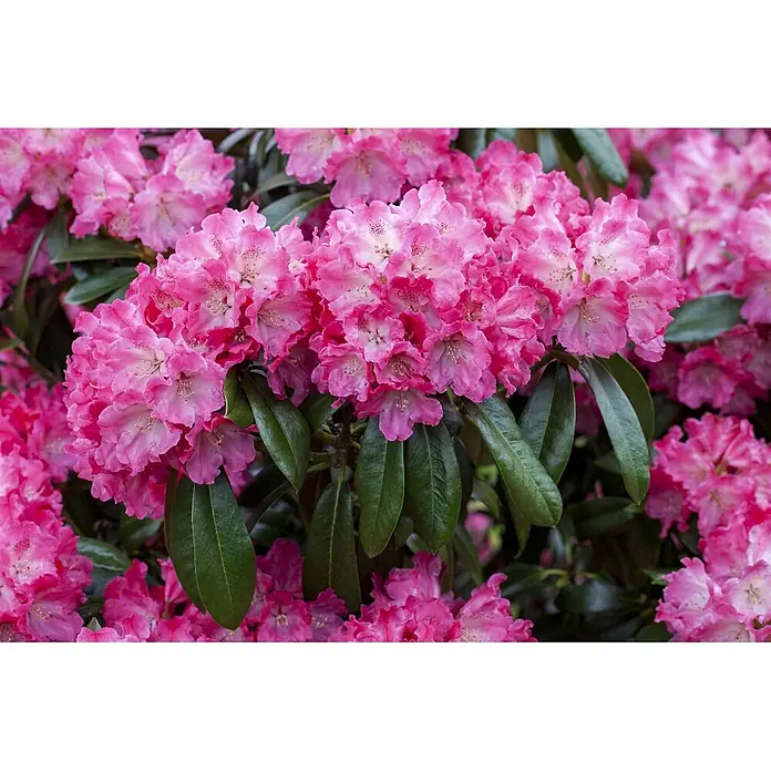 Pflanzen für dich Rhododendron 40-50 cm - Rhododendron 'Germania', Blütenfarbe: Rot - Büschel leuchtend rosa Rhododendronblüten in voller Blüte mit dunkelgrünen Blättern.