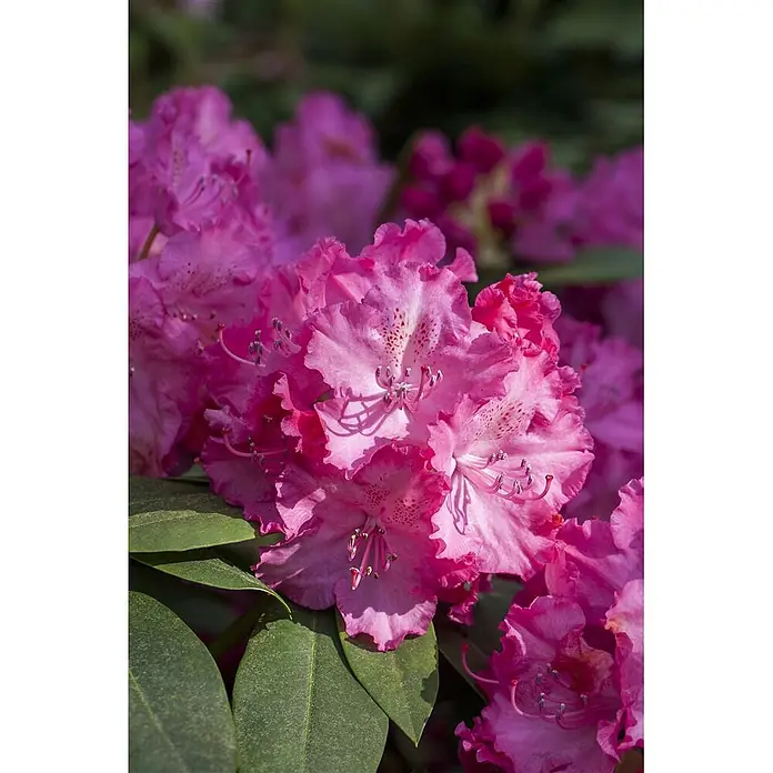 Pflanzen für dich Rhododendron 40-50 cm - Rhododendron 'Germania', Blütenfarbe: Rot - Leuchtend rosa Rhododendronblüten in voller Blüte mit sichtbaren Staubgefäßen und grünen Blättern.