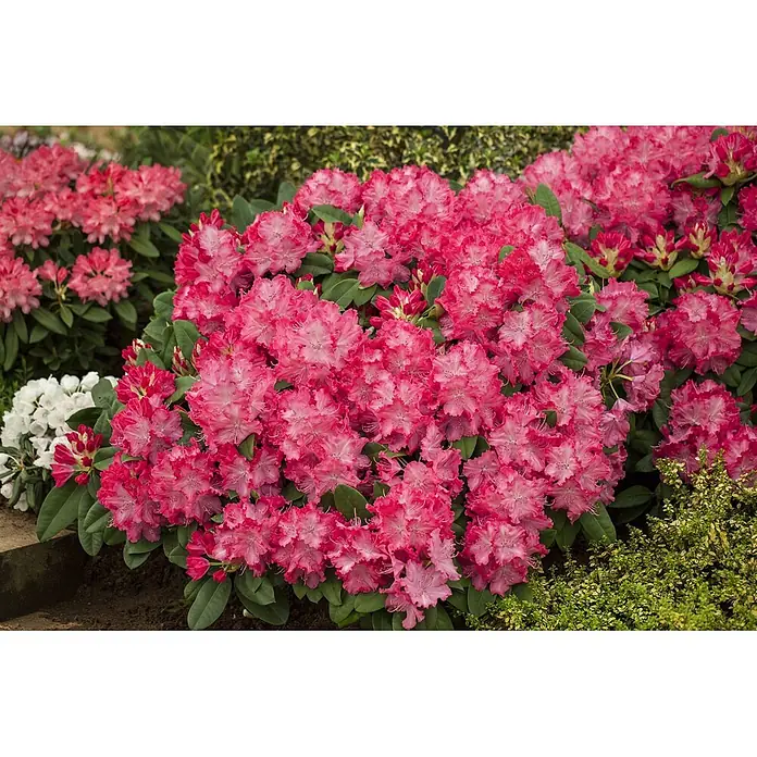 Pflanzen für dich Rhododendron 40-50 cm - Rhododendron 'Germania', Blütenfarbe: Rot - Leuchtend pinker Rhododendron-Busch mit gekräuselten Blütenblättern, der üppig in einem Garten blüht.