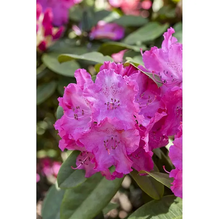 Pflanzen für dich Rhododendron 40-50 cm - Rhododendron 'Germania', Blütenfarbe: Rot - Lebendige rosa Rhododendronblüten in voller Blüte mit sichtbaren Staubgefäßen, umgeben von üppig grünen Blättern.