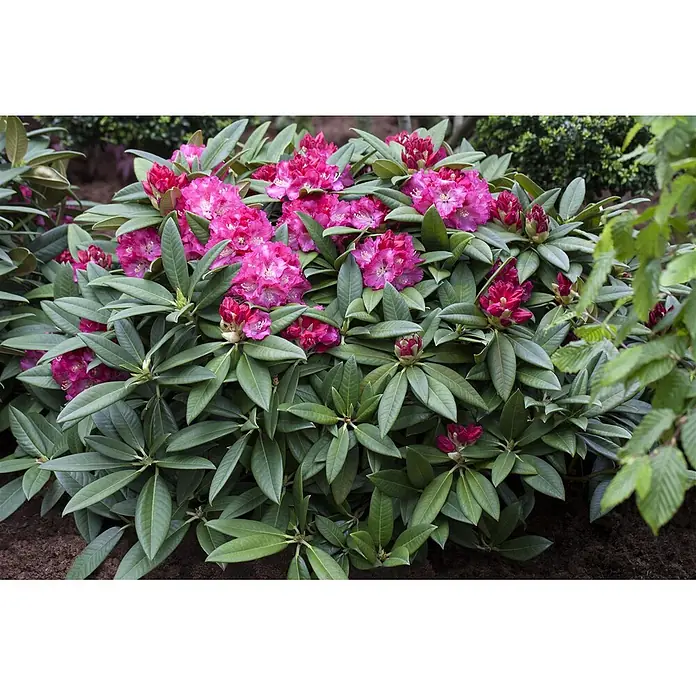 Pflanzen für dich Rhododendron 30-40 cm - Rhododendron Hybr. 'Berliner Liebe', Blütenfarbe: Rot - Ein leuchtend pinker Rhododendronbusch mit vielen Blüten und dunkelgrünen Blättern, der im Garten blüht.