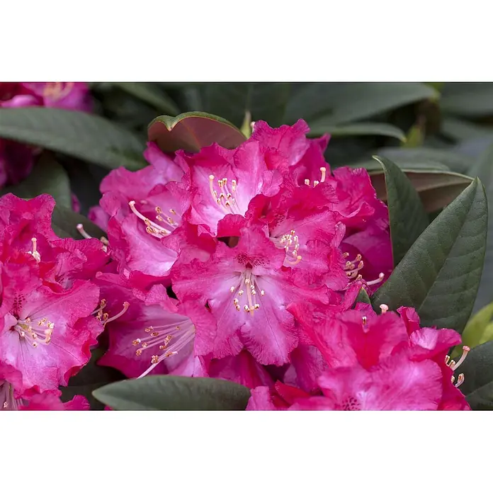 Pflanzen für dich Rhododendron 30-40 cm - Rhododendron Hybr. 'Berliner Liebe', Blütenfarbe: Rot - Leuchtend pinkfarbene Rhododendronblüten mit weißen und dunkleren pinkfarbenen Zentren und zarten Staubgefäßen.