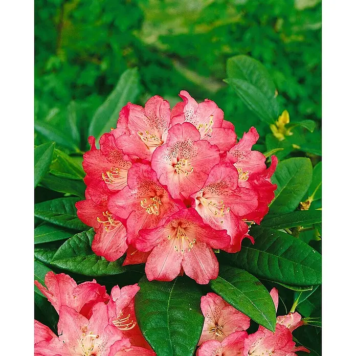 Pflanzen für dich Rhododendron 30-40 cm - Rhododendron Hybr. 'Berliner Liebe', Blütenfarbe: Rot - Ein Blütenstand leuchtend pinker Blüten mit gesprenkelten Zentren und markanten Staubblättern, eingebettet in ihre grünen Blätter.