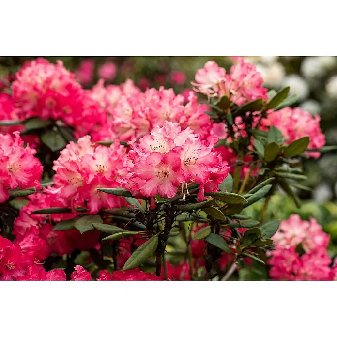 Pflanzen für dich Rhododendron 30-40 cm - Rhododendron Hybr. 'Berliner Liebe', Blütenfarbe: Rot - Leuchtend rosa Rhododendronblüten mit helleren Zentren auf einem grünblättrigen Strauch.