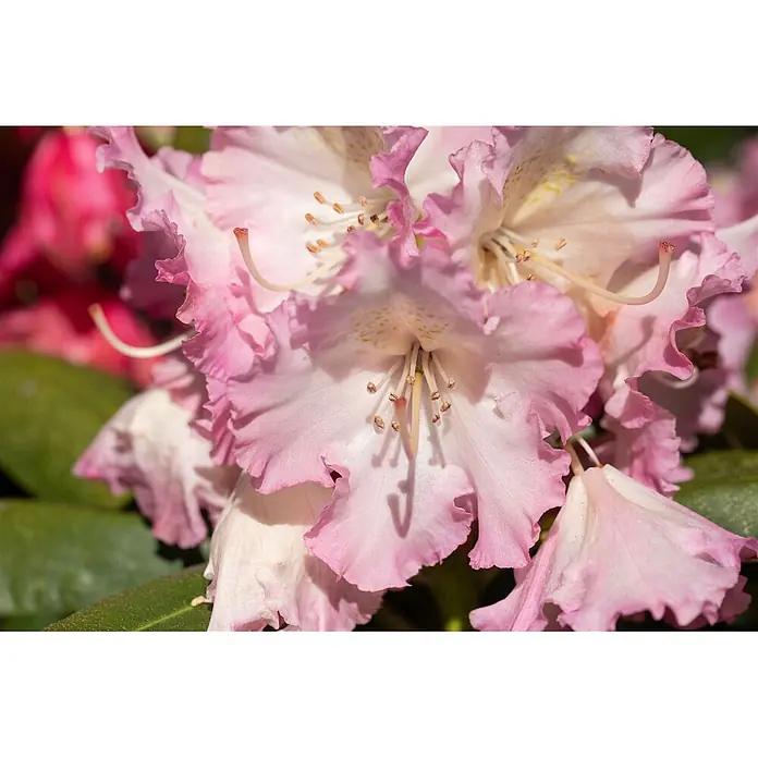 Pflanzen für dich Rhododendron 30-40 cm - Rhododendron Hybr. 'Berliner Liebe', Blütenfarbe: Rot - Nahaufnahme einer rosa-weißen Rhododendronblüte mit gekräuselten Blütenblättern und sichtbaren Staubgefäßen.