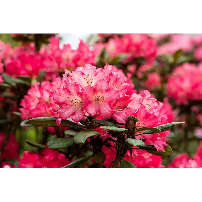 Pflanzen für dich Rhododendron 30-40 cm - Rhododendron Hybr. 'Berliner Liebe', Blütenfarbe: Rot - Nahaufnahme leuchtend pinker Rhododendronblüten in voller Blüte, mit dunkleren grünen Blättern und verschwommenem Hintergrund weiterer Blüten.