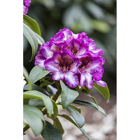 Pflanzen für dich  Rhododendron 30-40 cm
