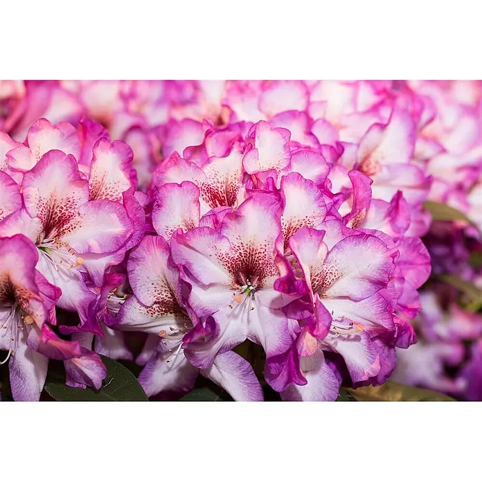 Pflanzen für dich Rhododendron 30-40 cm - Rhododendron Hybride 'Hans Hachmann', Blütenfarbe: Rot - Nahaufnahme leuchtend pink-weißer Rhododendronblüten mit gesprenkelten roten Mitten, dicht beieinander.